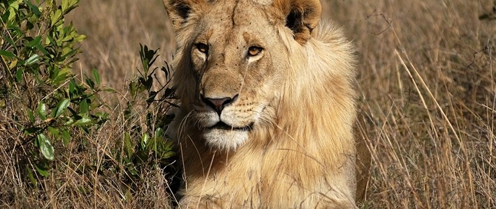 León en la sabana africana en Kenia