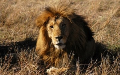 León en Kenia (África)