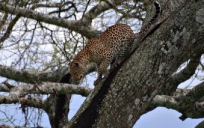 Leopardo en África.