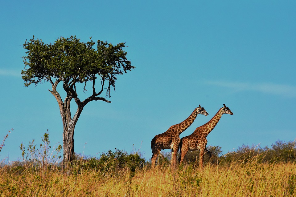 safari fotografico tanzania