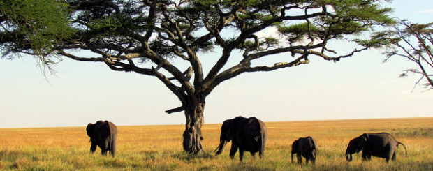 Vista de elefantes en un viaje de novios