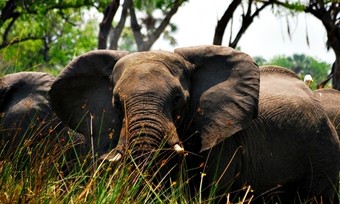 Elefantes en el Delta Del Okavango