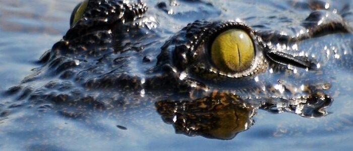 Imagen de ojo de cocodrilo en Botswana