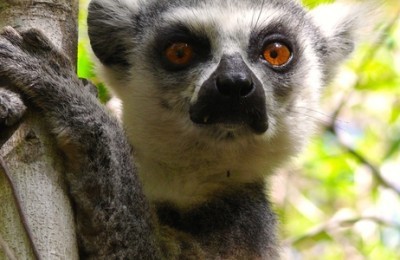 Madagascar Explorer