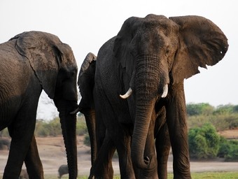 Elefantes en Botswana en el Parque Nacional de Chobe.