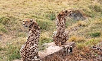 Leopardos en Twyfelfontein