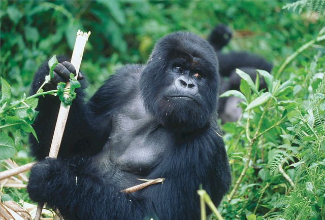 Gorilas en Ruanda