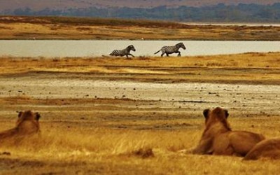 Leones observando cebras en el Serengeti