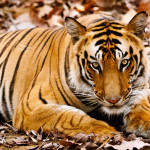Tigre en Ranthambore India
