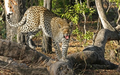 Especies animales autóctonas de Botswana