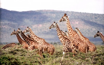 Precio del safari en Tanzania