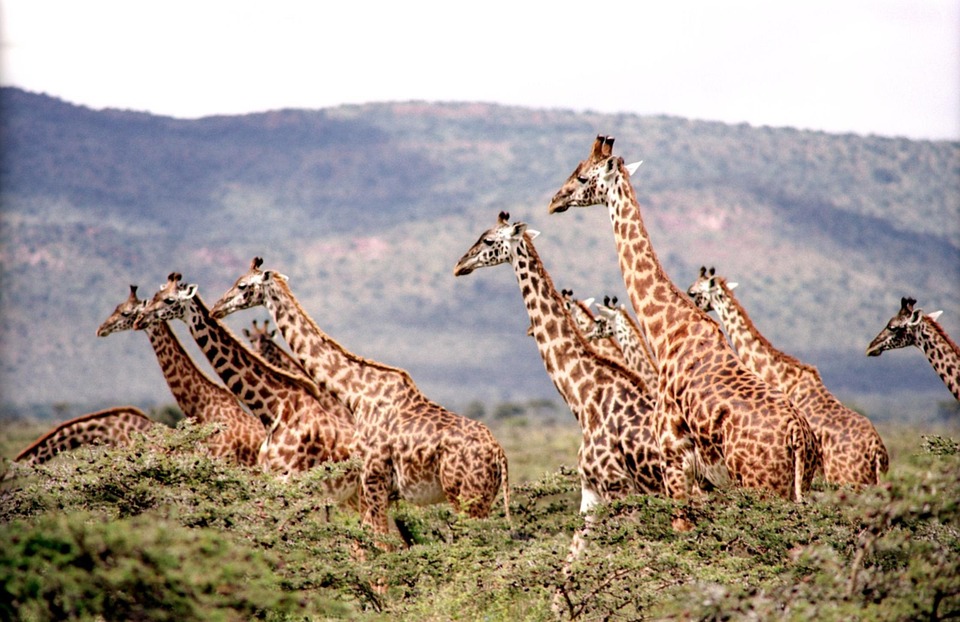 precio del safari en Tanzania